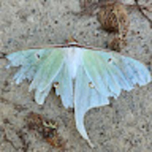 Meet your Posher, Robyn